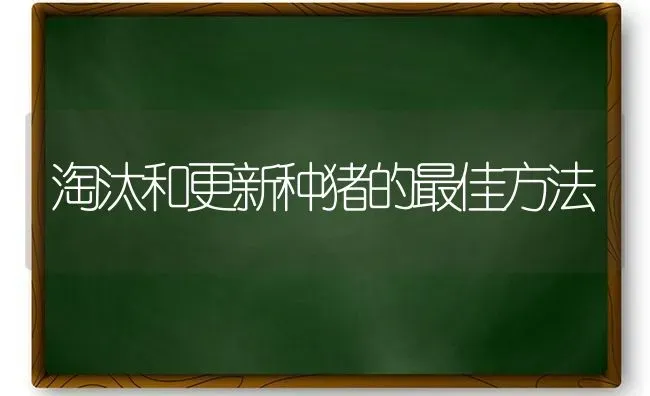 淘汰和更新种猪的最佳方法 | 家畜养殖