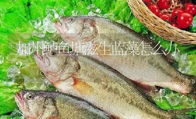加州鲈鱼塘滋生蓝藻怎么办？ | 淡水养殖