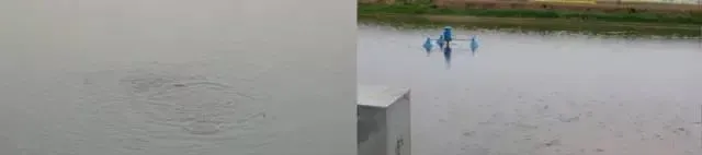 鱼苗的早春投喂现状和澳华驯化料的特点效果