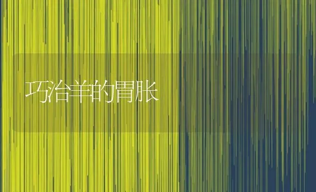 巧治羊的胃胀 | 家畜养殖