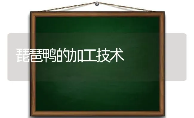 琵琶鸭的加工技术 | 家禽养殖