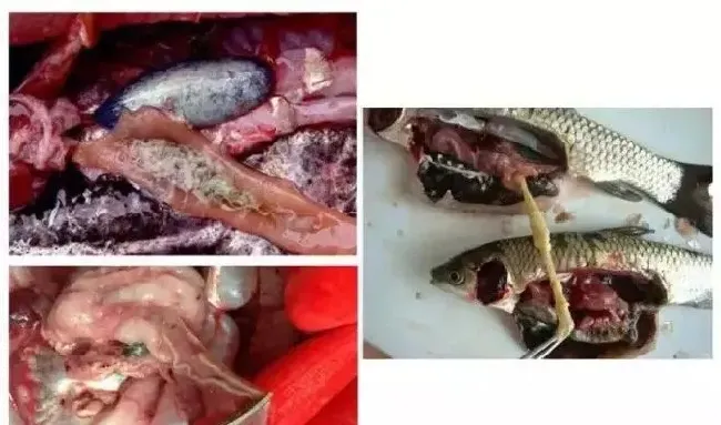 张素芳教授：『预防才能赚钱』——虫子篇