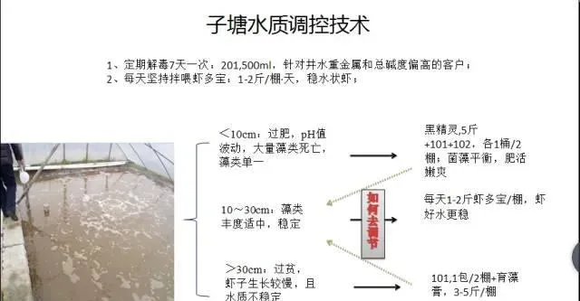 江苏南通如东小棚锅炉苗分苗期管理技术