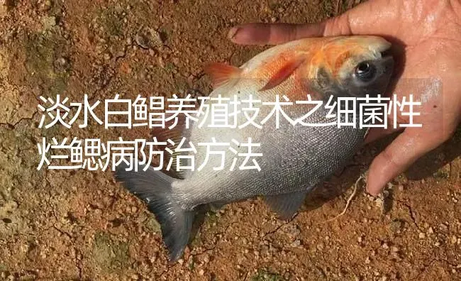 淡水白鲳养殖技术之细菌性烂鳃病防治方法 | 淡水养殖