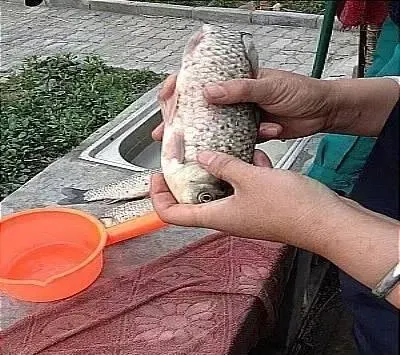 江苏泰州地区一例鲫鱼锚头鳋病的治疗方法