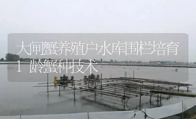 大闸蟹养殖户水库围栏培育1龄蟹种技术 | 淡水养殖