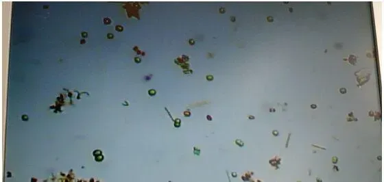 弧菌推论：单一藻相占优势的南美白对虾塘，感染几率高