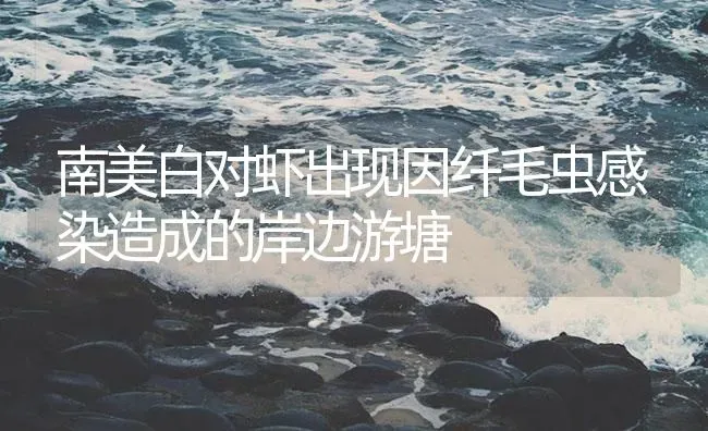 南美白对虾出现因纤毛虫感染造成的岸边游塘 | 海水养殖