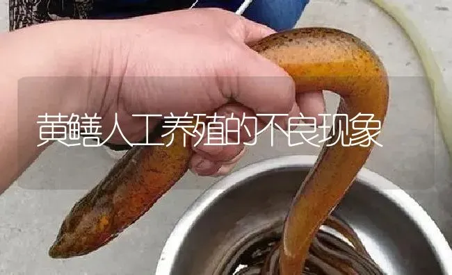 黄鳝人工养殖的不良现象 | 淡水养殖