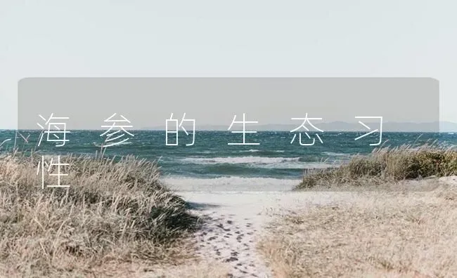 海 参 的 生 态 习 性 | 海水养殖