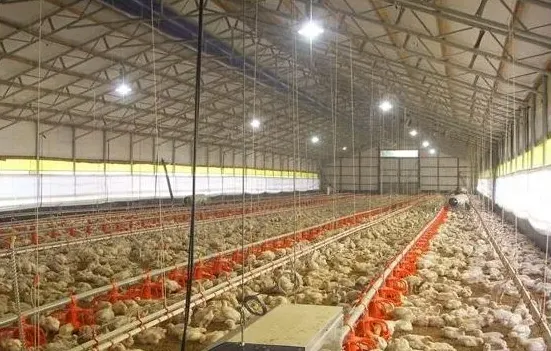 鸡球虫肠炎混合感染症状及治疗药物方案 | 养殖饲料