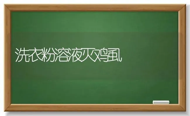 洗衣粉溶液灭鸡虱 | 家禽养殖