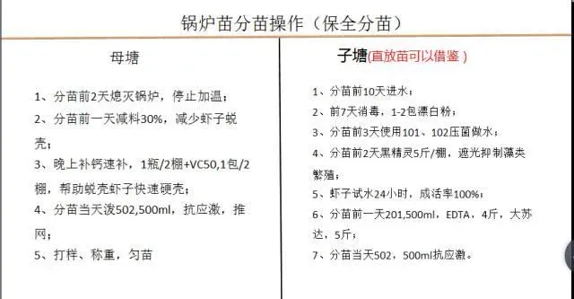 江苏南通如东小棚锅炉苗分苗期管理技术