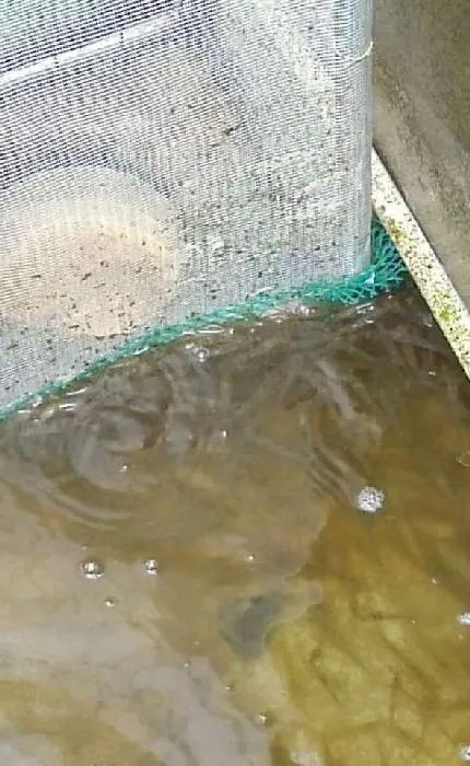 硬池养殖南美白对虾流程图文篇（八）硬池分苗倒池注意事项