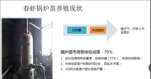 江苏南通如东小棚锅炉苗分苗期管理技术