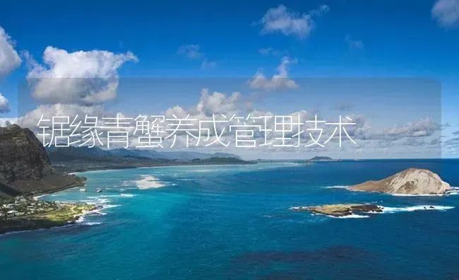 锯缘青蟹养成管理技术 | 海水养殖