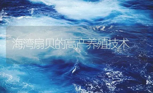 海湾扇贝的高产养殖技术 | 海水养殖