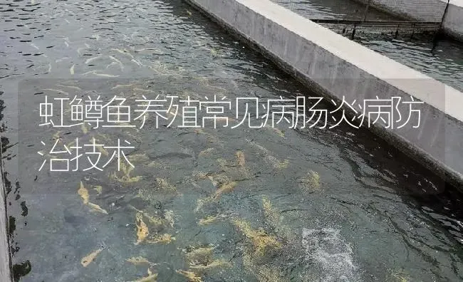 虹鳟鱼养殖常见病肠炎病防治技术 | 淡水养殖