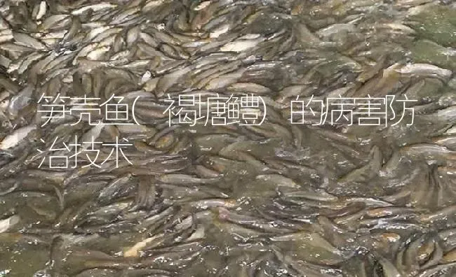 笋壳鱼(褐塘鳢)的病害防治技术 | 淡水养殖