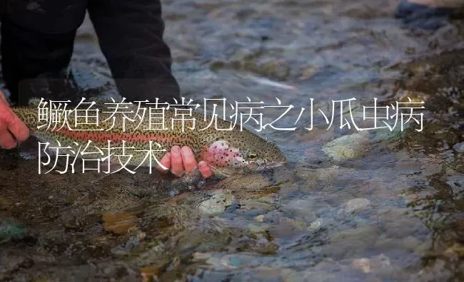 鳜鱼养殖常见病之小瓜虫病防治技术 | 淡水养殖