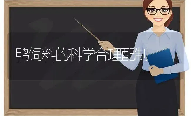 鸭饲料的科学合理配制 | 家禽养殖