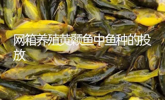 网箱养殖黄颡鱼中鱼种的投放 | 淡水养殖