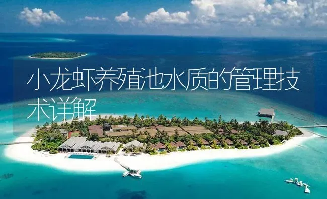 小龙虾养殖池水质的管理技术详解 | 海水养殖