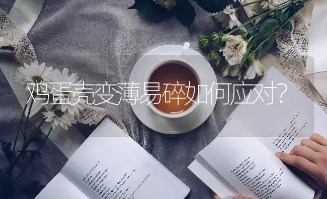 鸡蛋壳变薄易碎如何应对？ | 家禽养殖