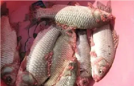 张素芳教授：『预防才能赚钱』——虫子篇