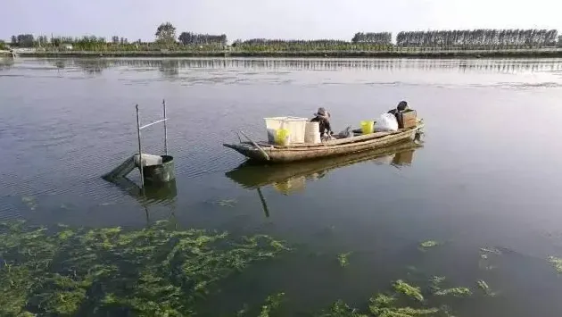 塘口水质调控、何时施化肥肥水、水生动物调控