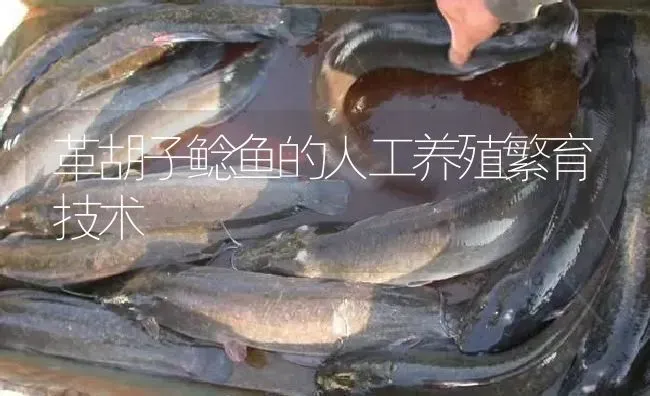 革胡子鲶鱼的人工养殖繁育技术 | 淡水养殖