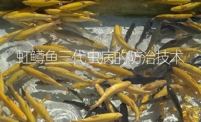 虹鳟鱼三代虫病的防治技术 | 淡水养殖