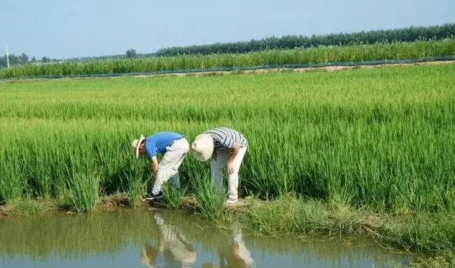 “虾稻共作”之如何做好养殖场地的改建？