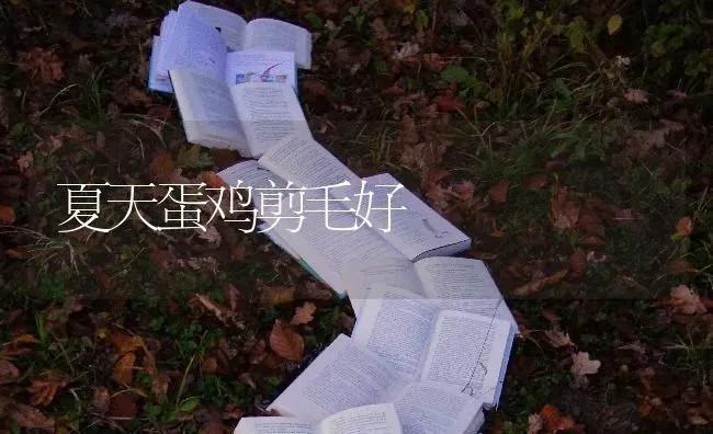 夏天蛋鸡剪毛好 | 家禽养殖