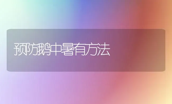 预防鹅中暑有方法 | 家禽养殖