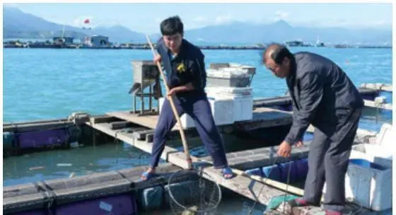 珍珠龙胆海水网箱健康养殖技术研究