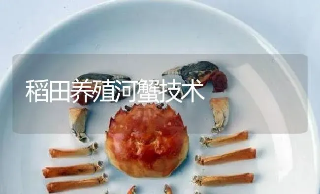 稻田养殖河蟹技术 | 淡水养殖