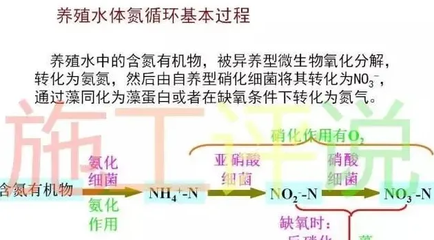 养殖水体亚硝酸盐、氨氮为什么会高？