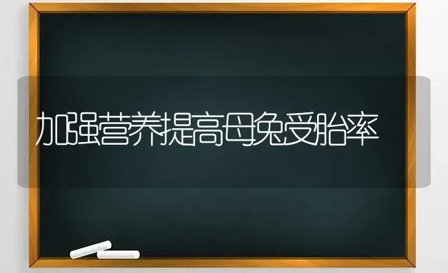 加强营养提高母兔受胎率 | 家畜养殖