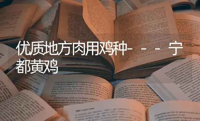优质地方肉用鸡种---宁都黄鸡 | 家禽养殖