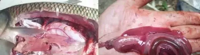 鱼苗的早春投喂现状和澳华驯化料的特点效果