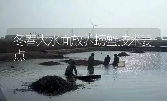 冬春大水面放养螃蟹技术要点 | 淡水养殖