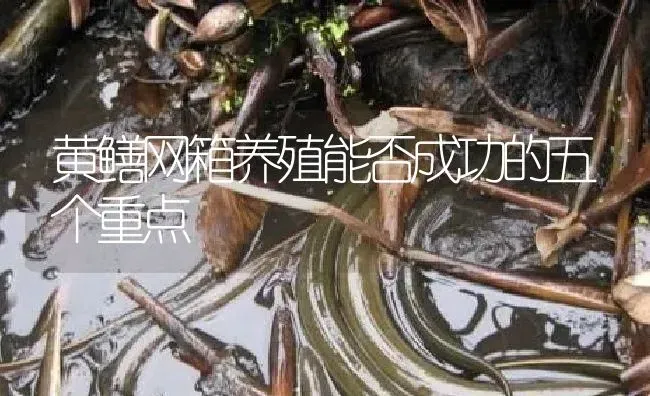 黄鳝网箱养殖能否成功的五个重点 | 淡水养殖