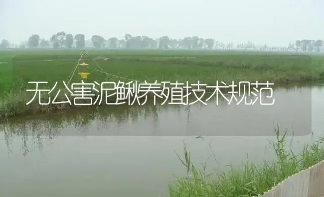 无公害泥鳅养殖技术规范 | 淡水养殖