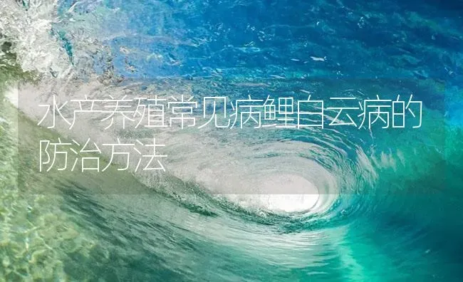 水产养殖常见病鲤白云病的防治方法 | 养殖病虫害防治
