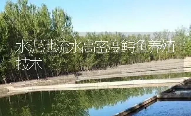 水泥池流水高密度鲟鱼养殖技术 | 淡水养殖
