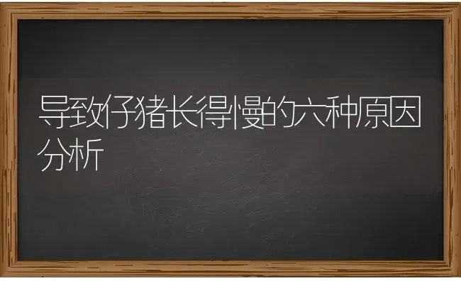 导致仔猪长得慢的六种原因分析 | 家畜养殖