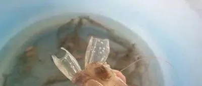 掌握对虾脱壳规律，养对虾不再是难事！