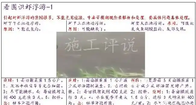 南美白对虾养殖户要注意：对虾出现集体狂游要冷静面对