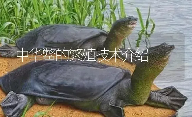 中华鳖的繁殖技术介绍 | 淡水养殖